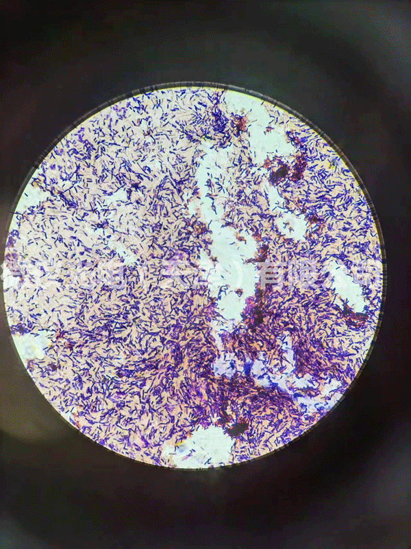 用微儀光電顯微鏡進行芽孢及革蘭氏染色桿菌的觀察